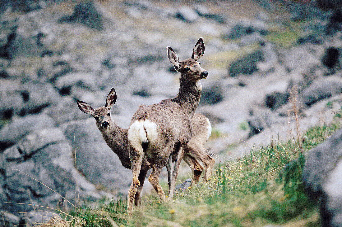 White tail deer. Rocky Mountains. Banff and Jasper National Park. Canada
