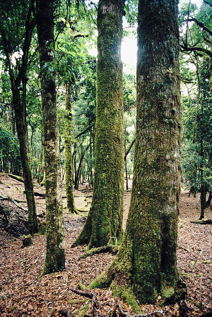 Montane rainforest. Quetzal habitat. Panama central mountain range. Panama