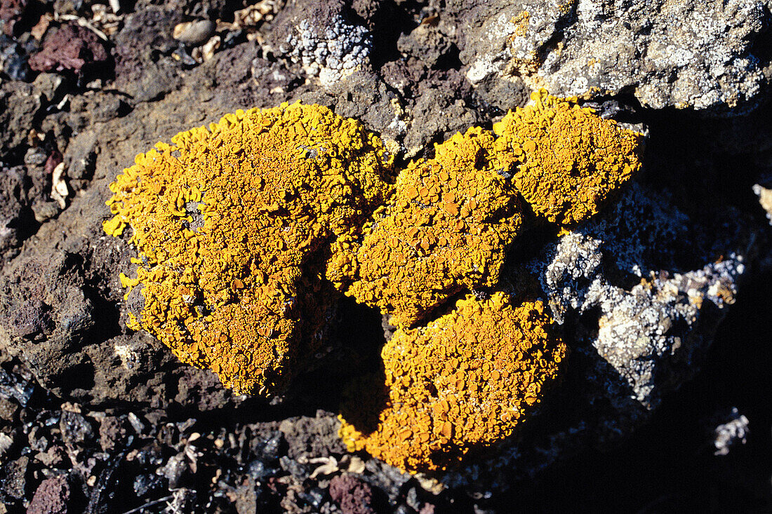 Liquens. Timanfaya National Park. Lanzarote. Canary Islands. Spain