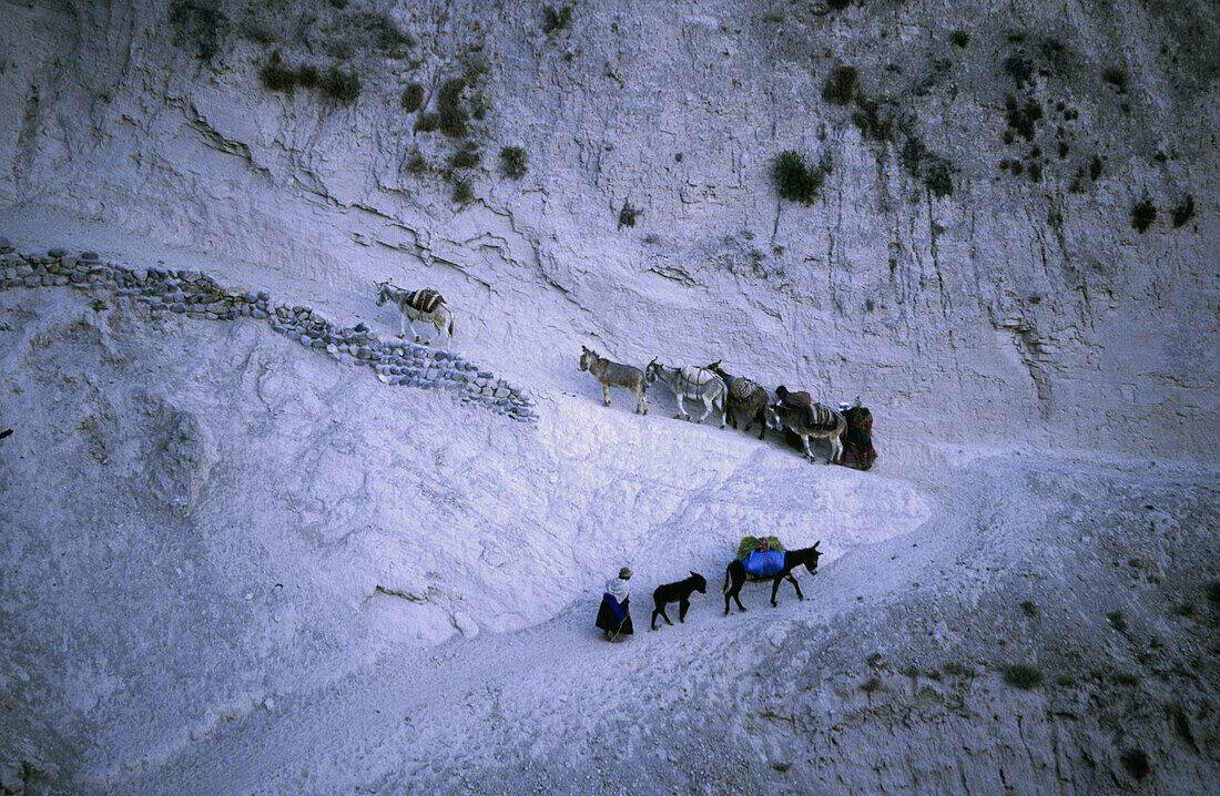Herdsman with donkeys. Colca valley. Peru