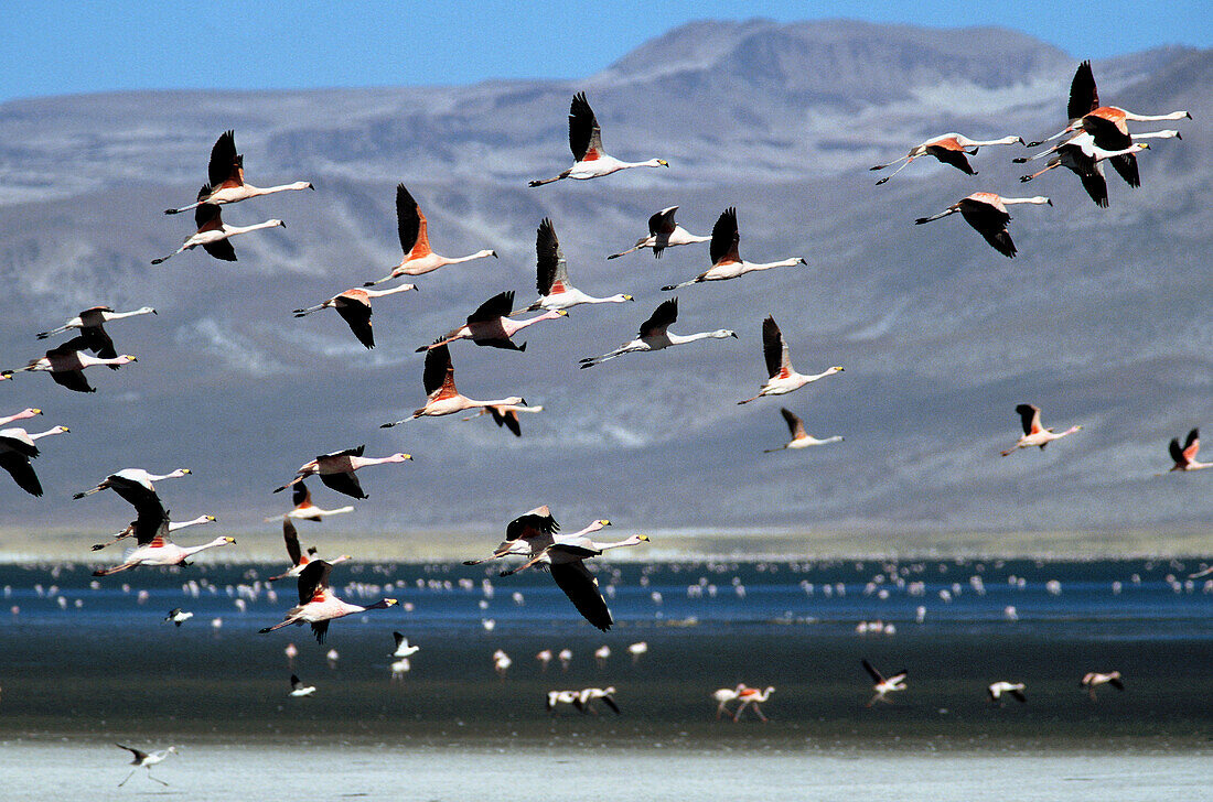 Chilean flamingos (Phoenicopterus chilensis) in flight. Salinas de Aguada blanca Reserve. Peruvian altiplano. Peru