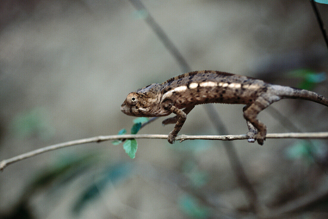 Chameleon (Brookesia). Ankarana reserve. Madagascar