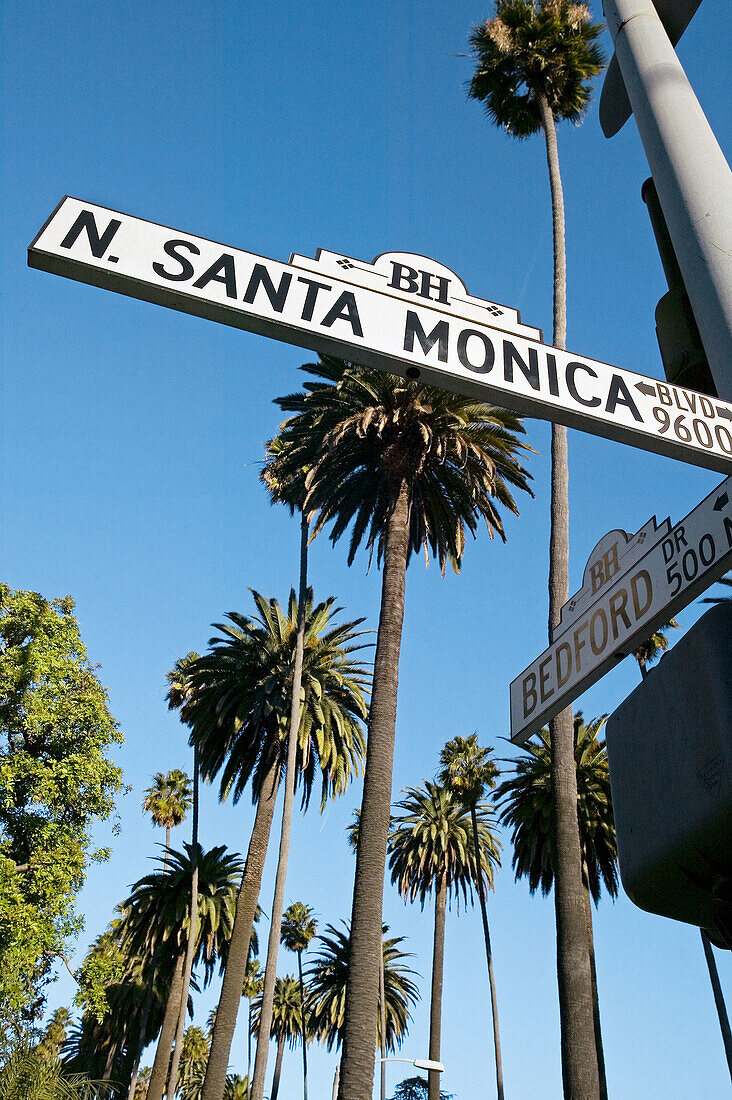 Palm trees, Santa Monica Boulevard, Los Angeles, California, USA
