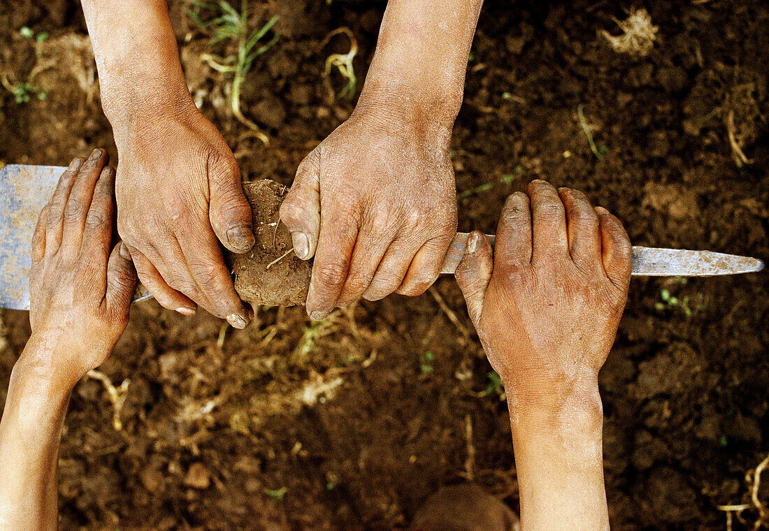 Children breaking the soil to plant potatoes. Abancay. Peru