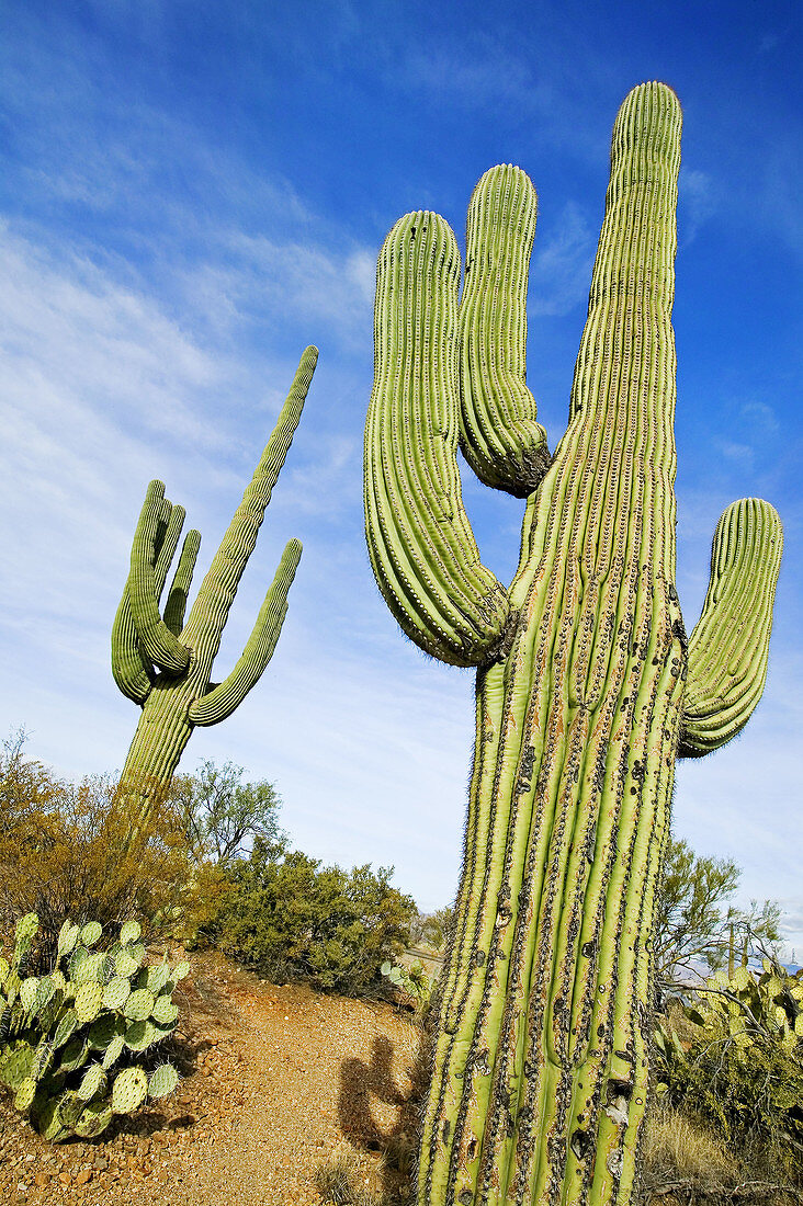 Saguaro Cactus, Saguaro National Park. Tucson. Arizona, USA