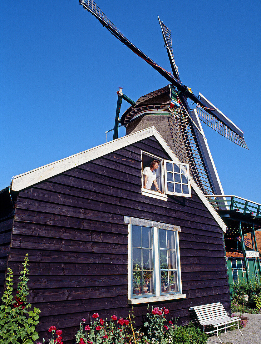 Windmill, Zaanse Schans, Zaandam. Netherlands