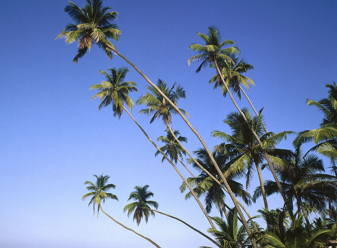 Coconut trees. Southwest coast of Sri Lanka
