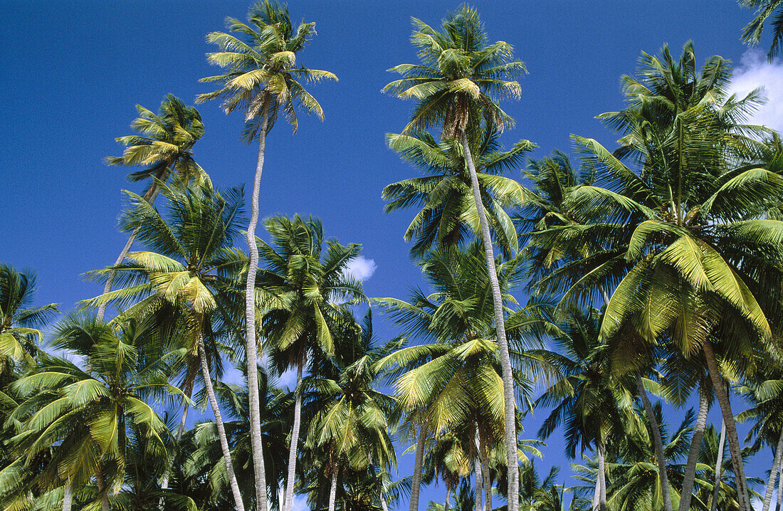 Beach on the South coast, Saint Peter administrative parish. Barbados