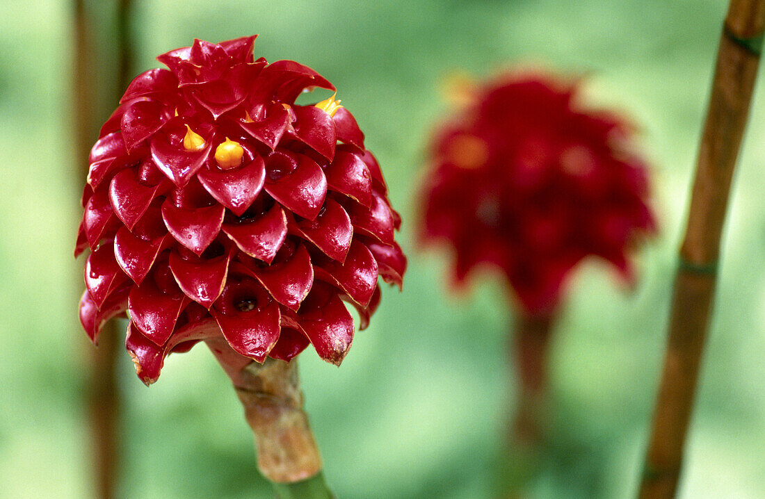 Indonesian Wax Ginger (Tapeinochilus ananassae), Garden of Balata. Martinique, France