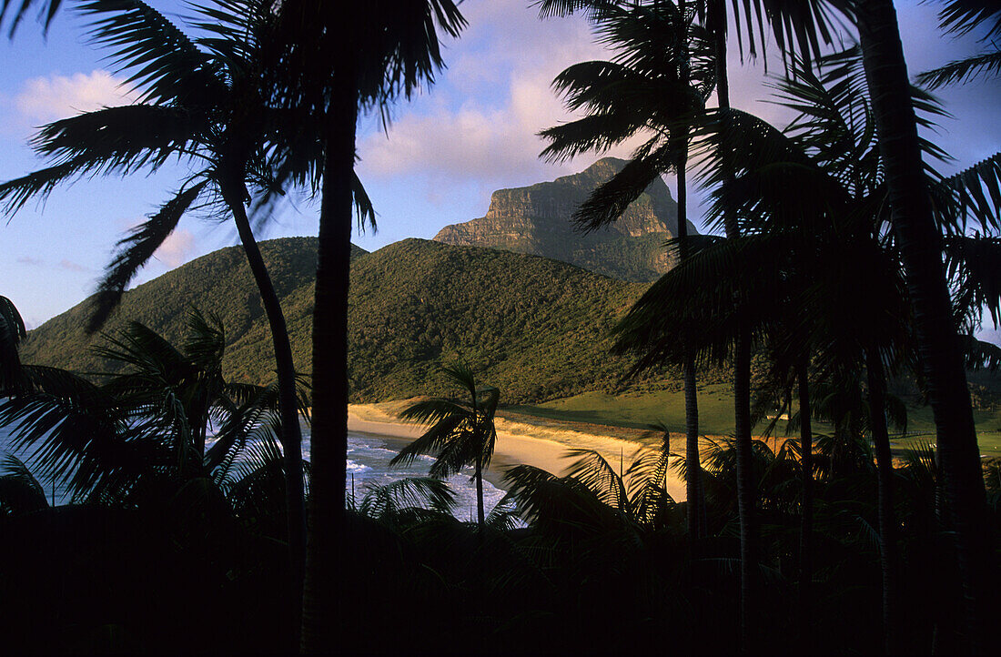 Lord Howe Island, Blick durch Palmen zum Blinkey Beach, Australien