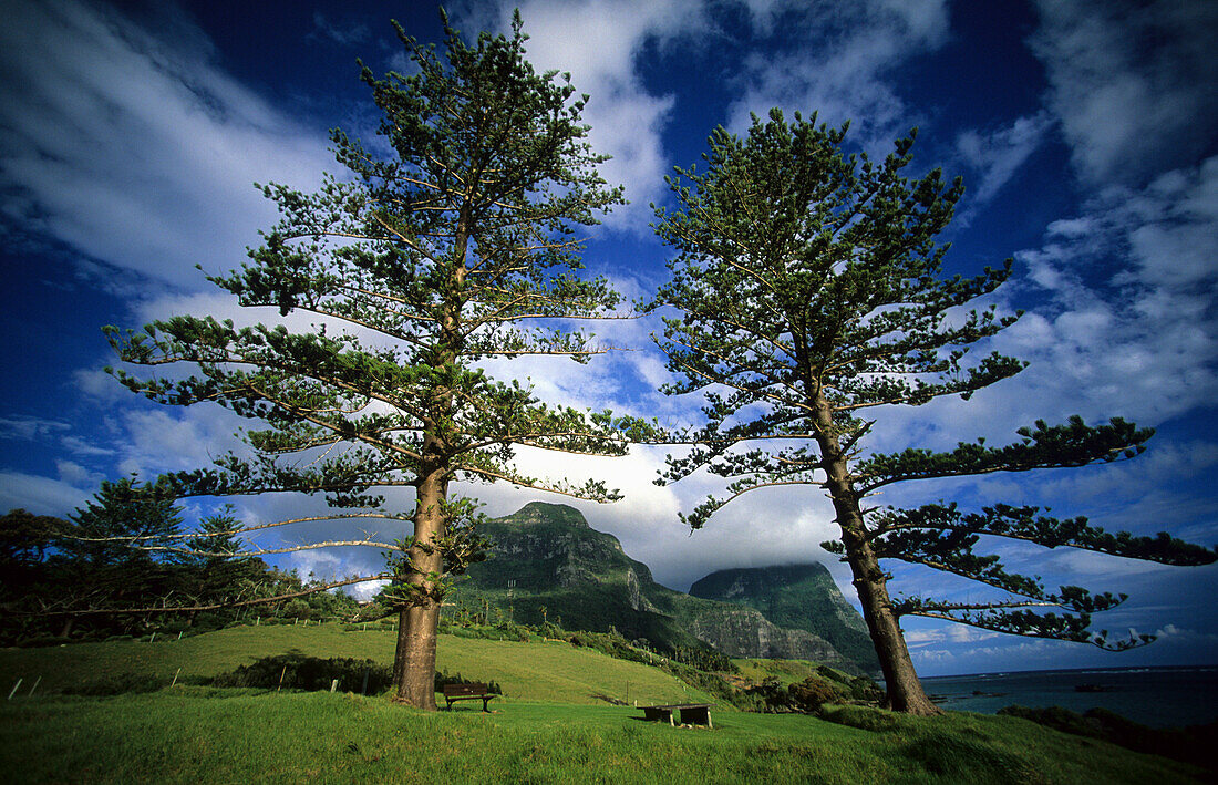 Pinien, Norfolk Island Pines, Lord Howe Island, Australien