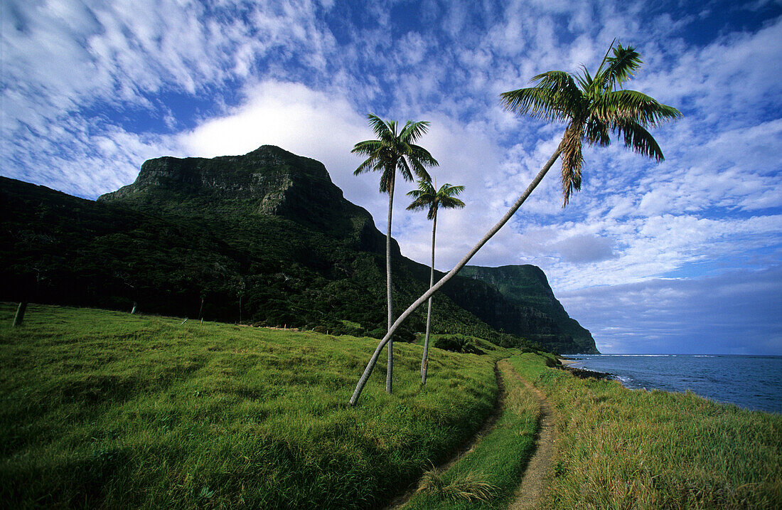Küstenlandschaft mit Palmen, The Far Flats, Lord Howe Island, Australien