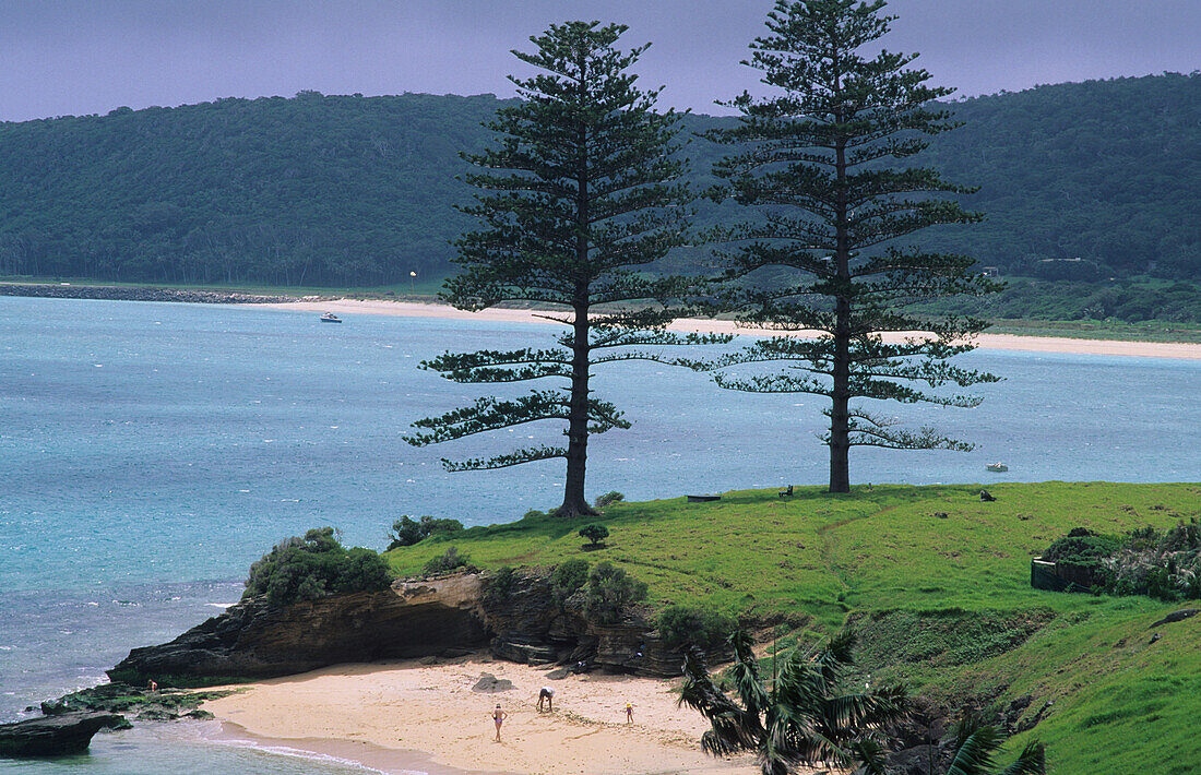 Two big pines and people at the beach at Lovers Bay, Lord Howe Island, Australia