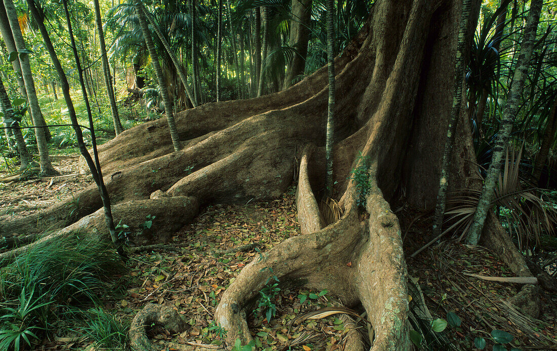 Rainforest at the bas of Mt. Lidgbird, Australian