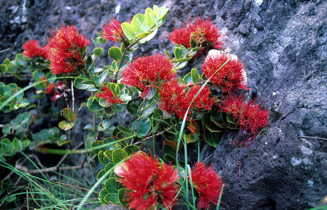 The endemic mountain rose (Metrosideros nervulosa) occurs only from 350m above sealevel, Australian