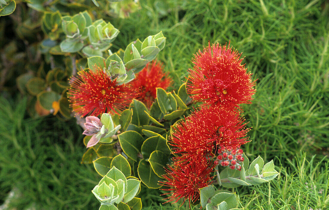 The endemic mountain rose (Metrosideros nervulosa) occurs only from 350m above sealevel, Australian