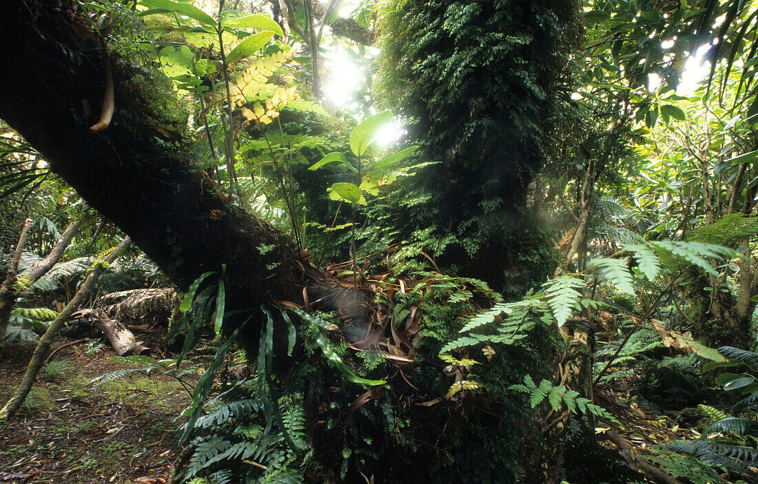 Lord Howe Island, Zwerg-Nebelwald auf dem Gipfelplateau des Mt. Gower, Australien