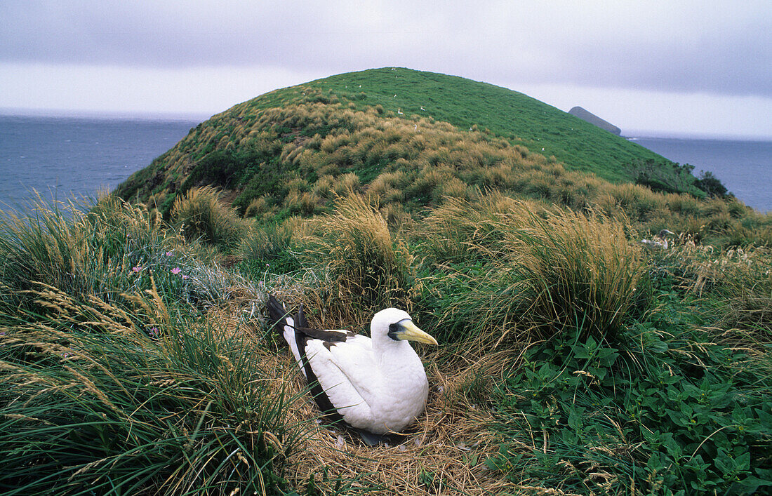 Nesting Masked Boobies at Mutton Bird Point, Australian