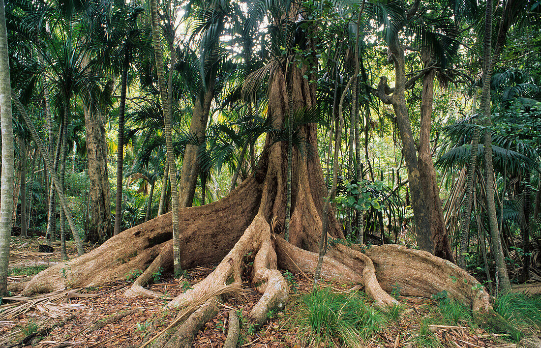 Lord Howe Island, Rainforest at the base of Mt. Lidgbird, Australian