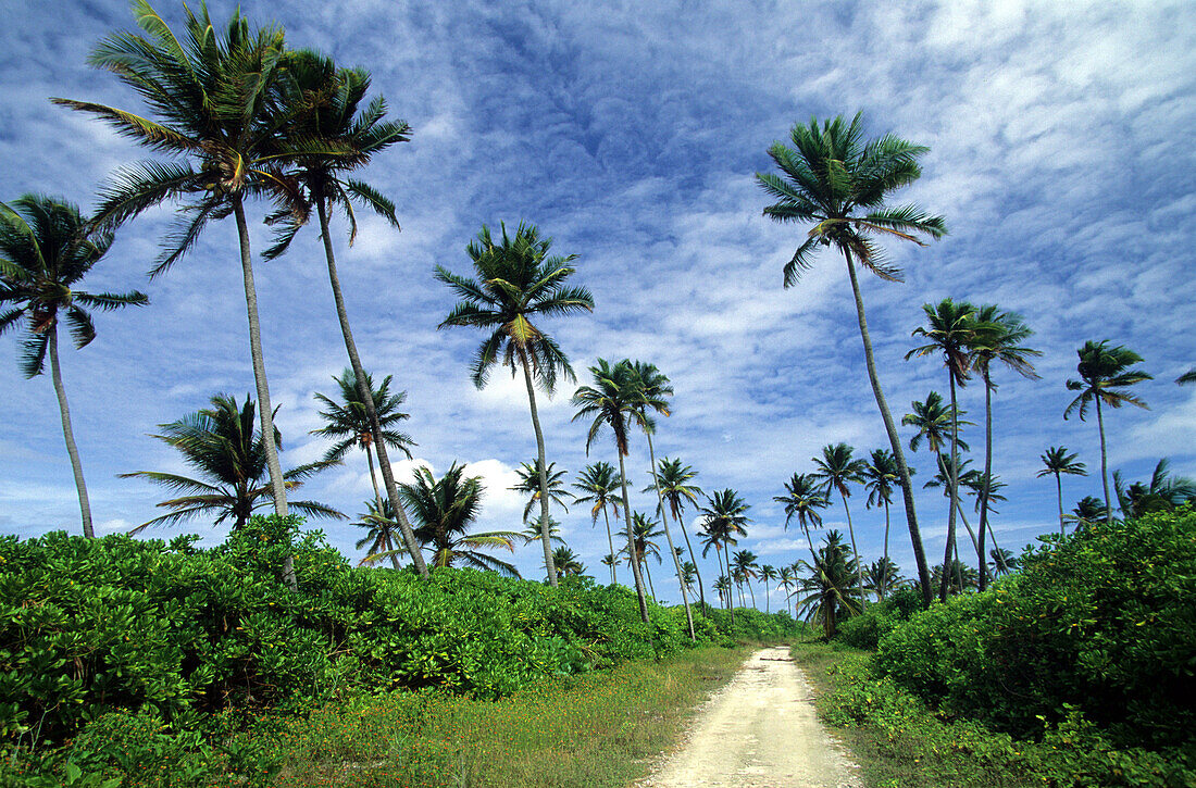 Strasse und Kokospalmen auf Home Island, Australien