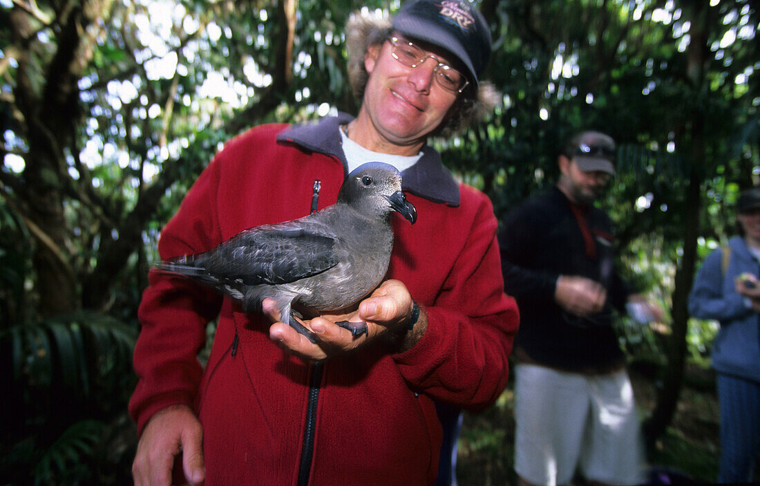 Lord Howe Island, Providence Petrel auf dem Gipfel des Mt. Gower