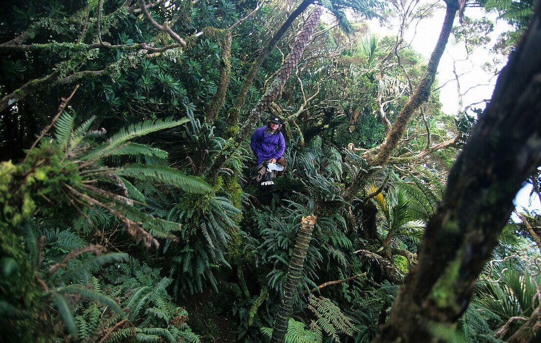 Lord Howe Island, Zwerg-Nebelwald auf dem Gipfelplateau des Mt. Gower