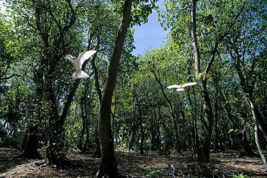 Seeschwalben in einem Pisonia-Wald auf North Keeling Islands