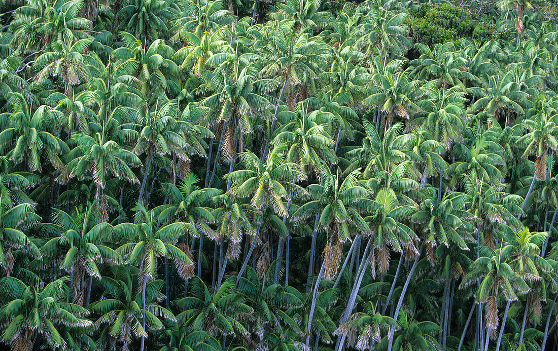Lord Howe Island, Endemic Kentia palm