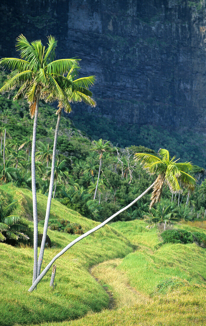 Lord Howe Island, Die endemische Kentia-Palme