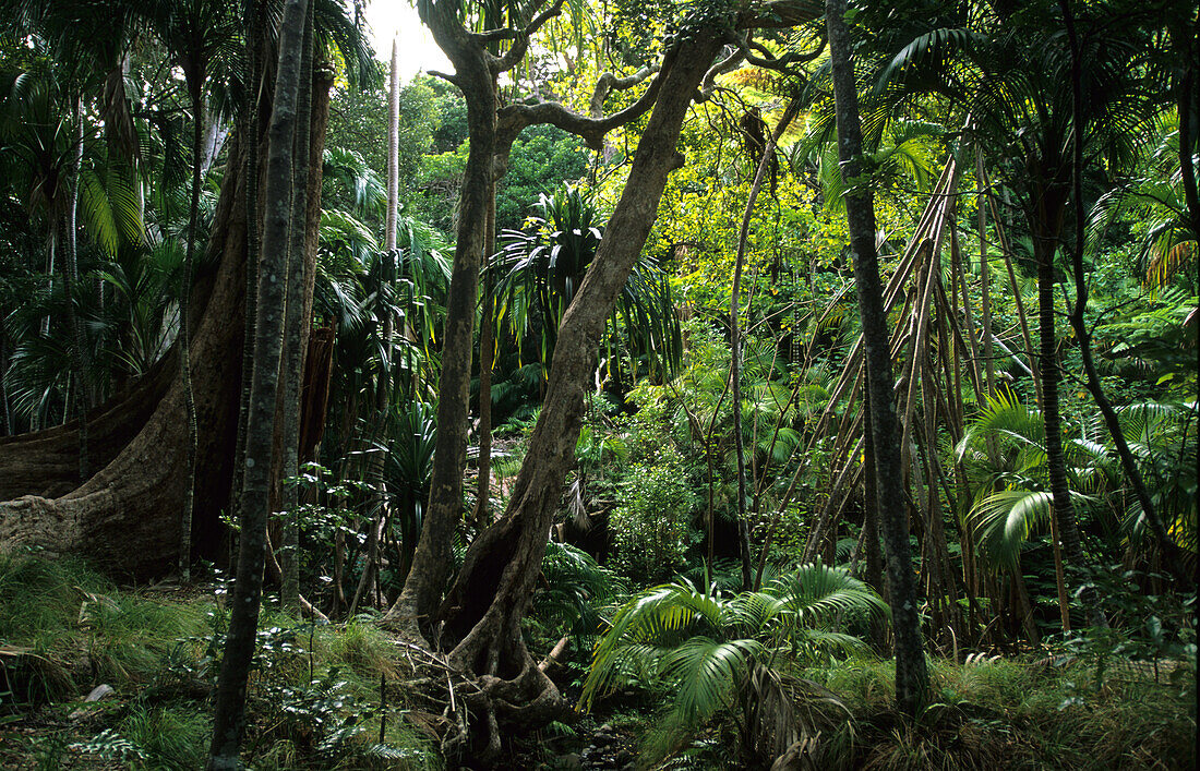 Lord Howe Island, Regenwald an Fusse des Mt. Lidgbird