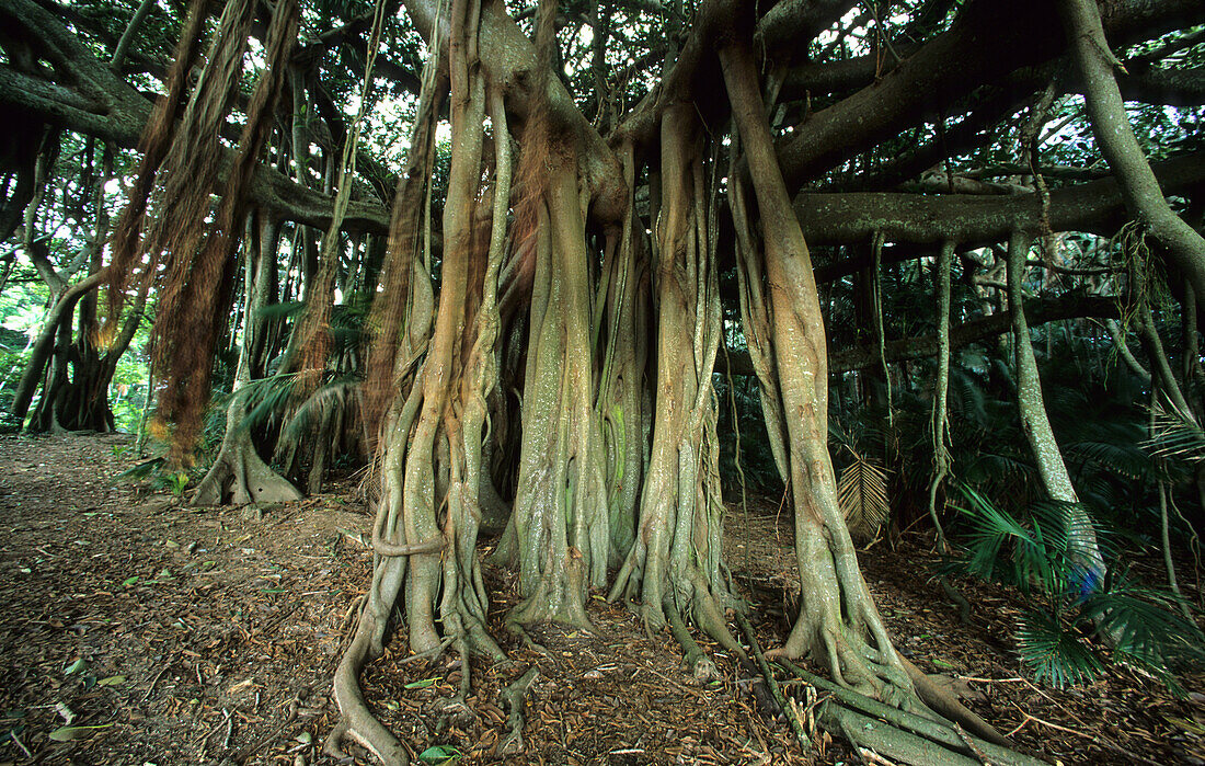 Lord Howe Island, Gigantischer Banyan-Baum im Valley of the Shadows