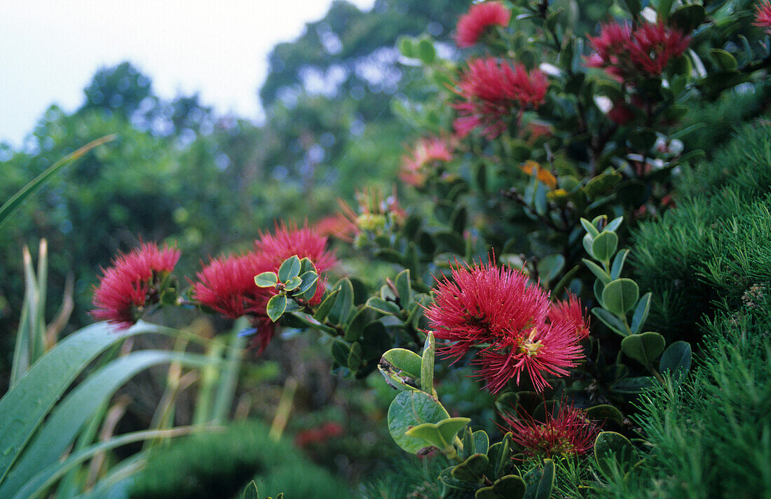 The endemic mountain rose (Metrosideros nervulosa) occurs only from 350m above sealevel