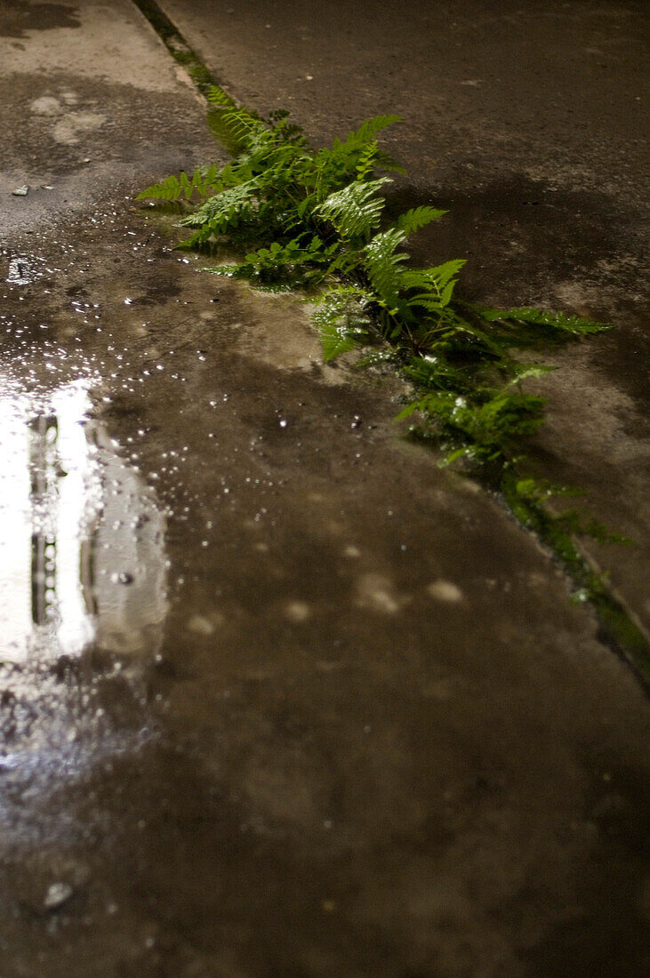 Fern, weeds growing through concrete pavement, Leipzig, Saxony, Germany