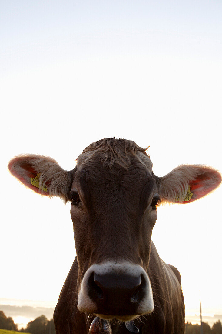 Close-up of a cow, Aufkirch, Bavaria, Germany