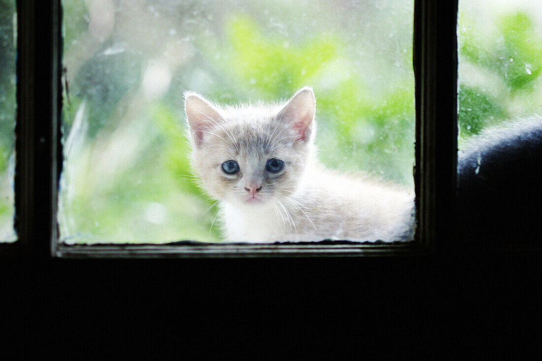 Bilder von Hauskatze Fenster Blick ein Tier