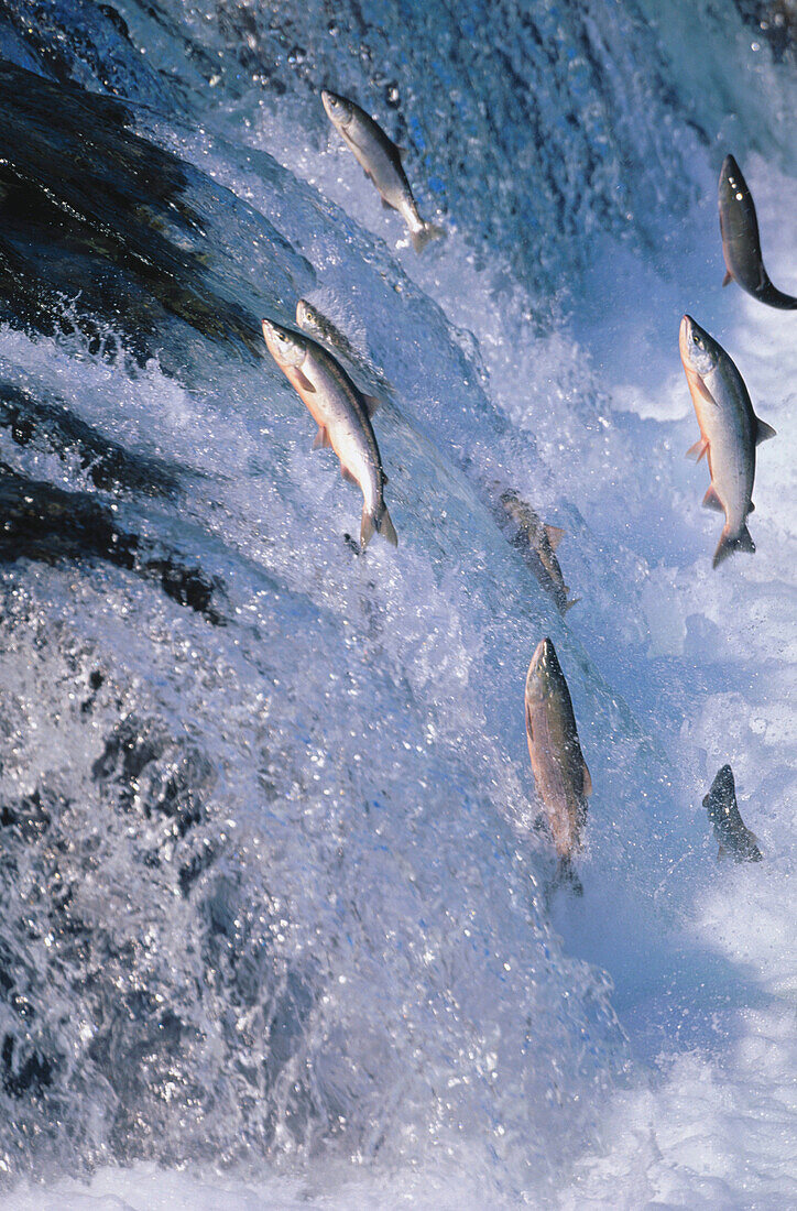 Sockeye Salmon (Oncorhynchus nerka), migration up waterfall Brooks Falls, Katmai National Park. Alaska. USA