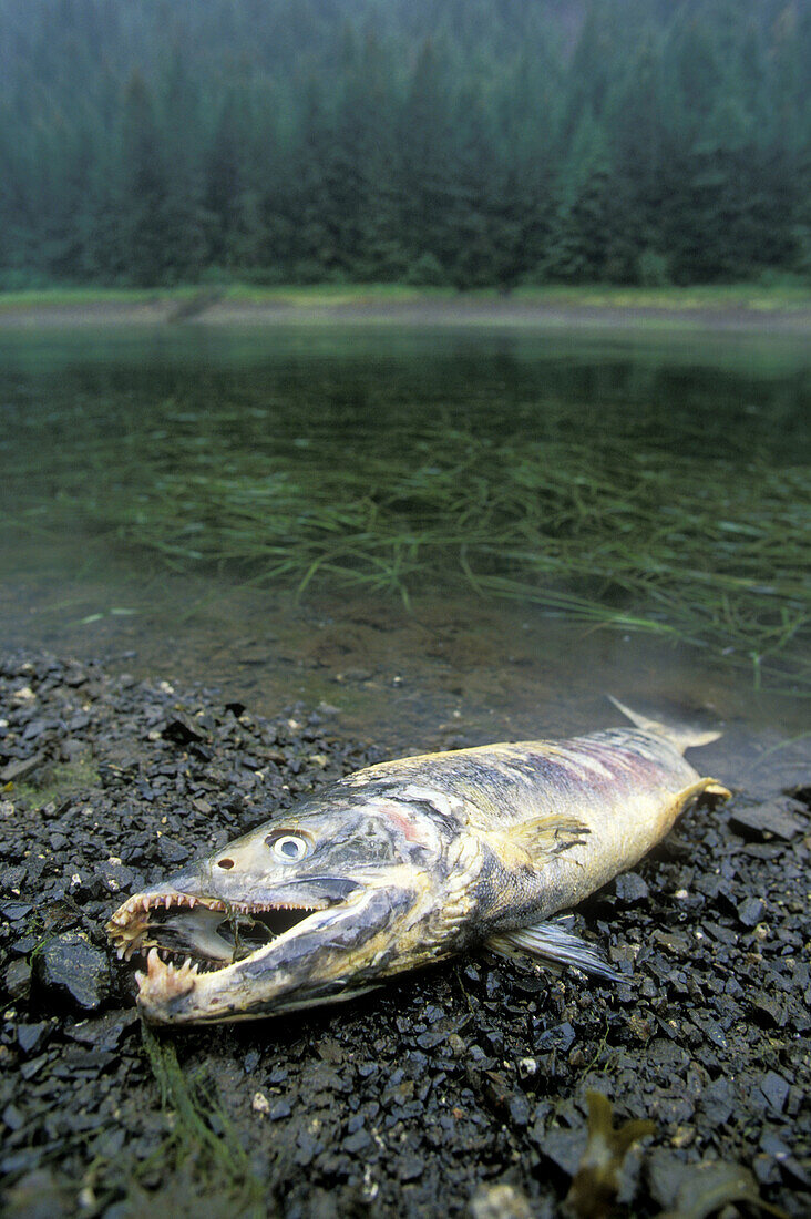 Dead Salmon, Prince William Sound. Alaska