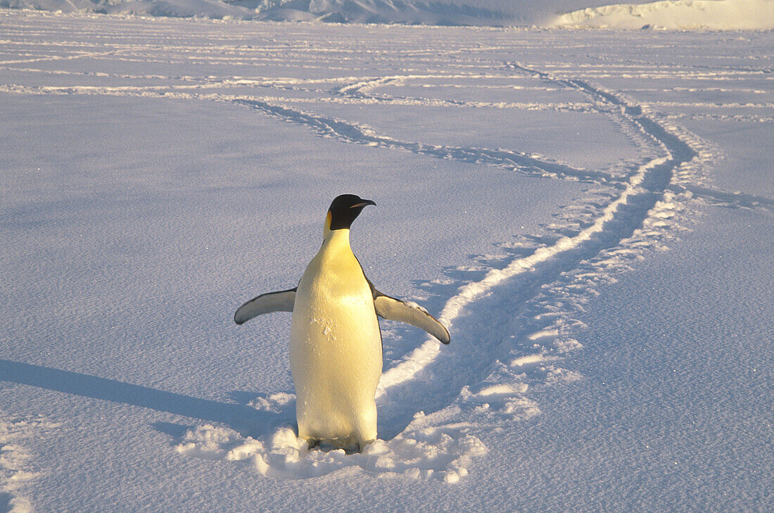Emperor Penguin, (Aptenodytes forsteri). Ross Sea, Antarctica