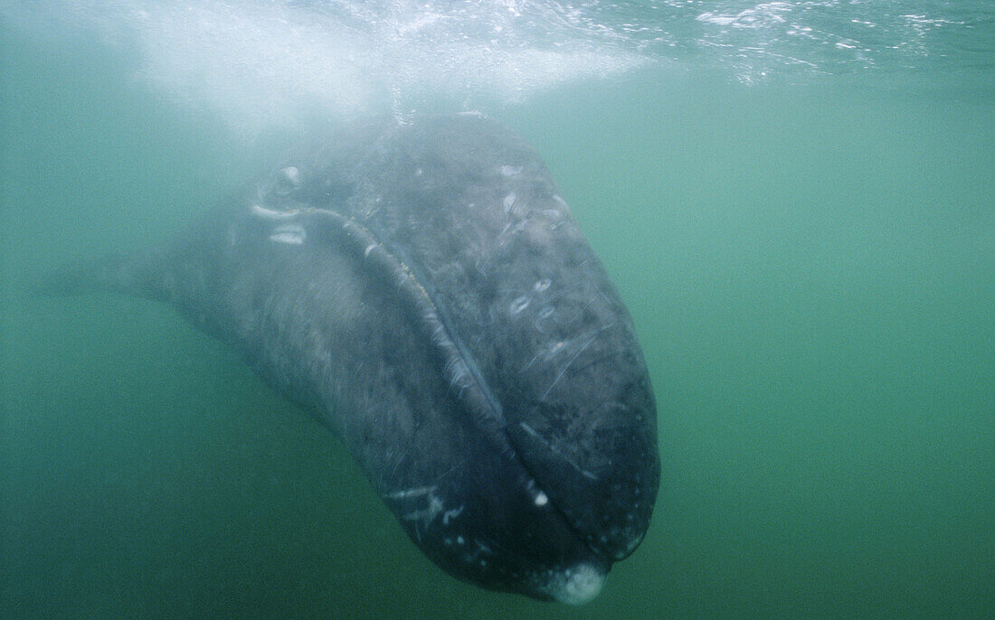 Gray Whale (Eschrichtius robustus). San Ignacio lagoon. Baja California. Mexico