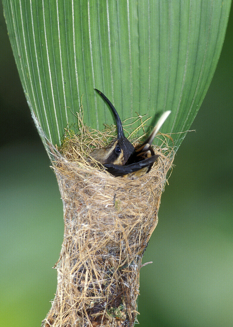 Long-tailed Hermit Hummingbird (Phaethornis superciliosus). Nesting on palm leaf. La Selva Reserve. Costa Rica