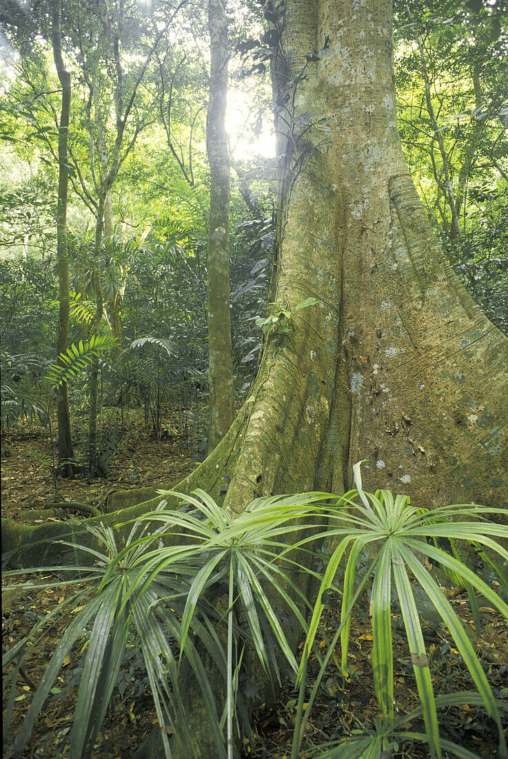 Rainforest Interior and Butressed Tree. Tikal National Park. Guatemala