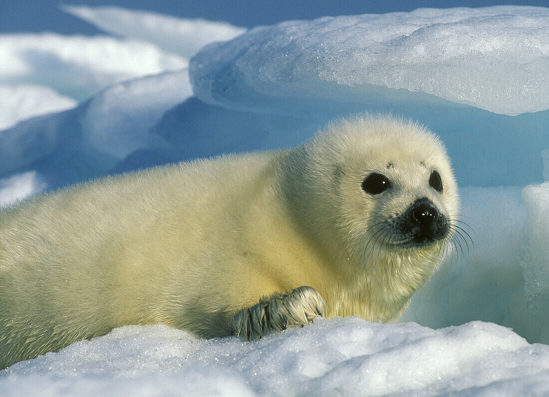Harp Seal Pup (Phoca groenlandica). Baby on ice, februaary. Magdalen Islands, Quebec. Canada.