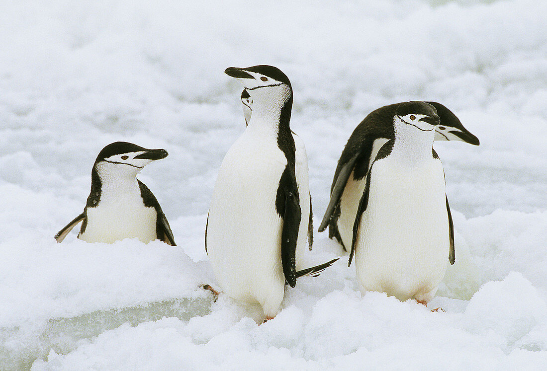 Chinstrap Penguins (Pygoscelis antarctica). Antarctica.