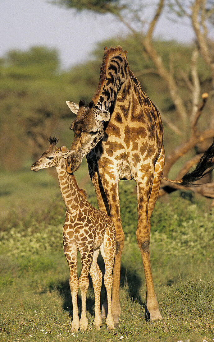 Masai Giraffe (Giraffa camelopardalis). Mother and calf. Serengeti National Park. Tanzania.