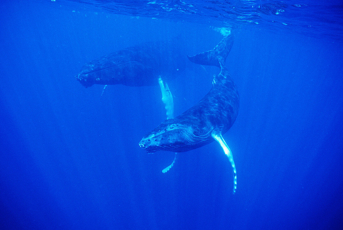 Humpback Whales (Megaptera novaeangliae) Underwater, Silver Bank, Caribbean, Dominican Republic