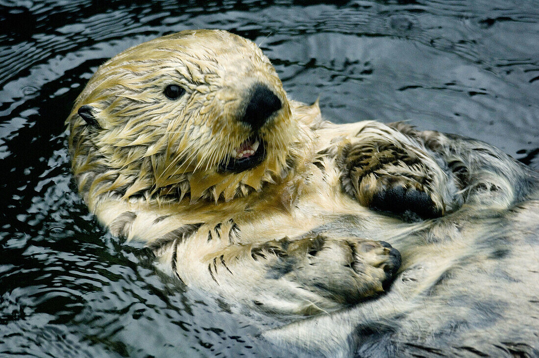 Sea Otter (Enhydra lutris) Captive