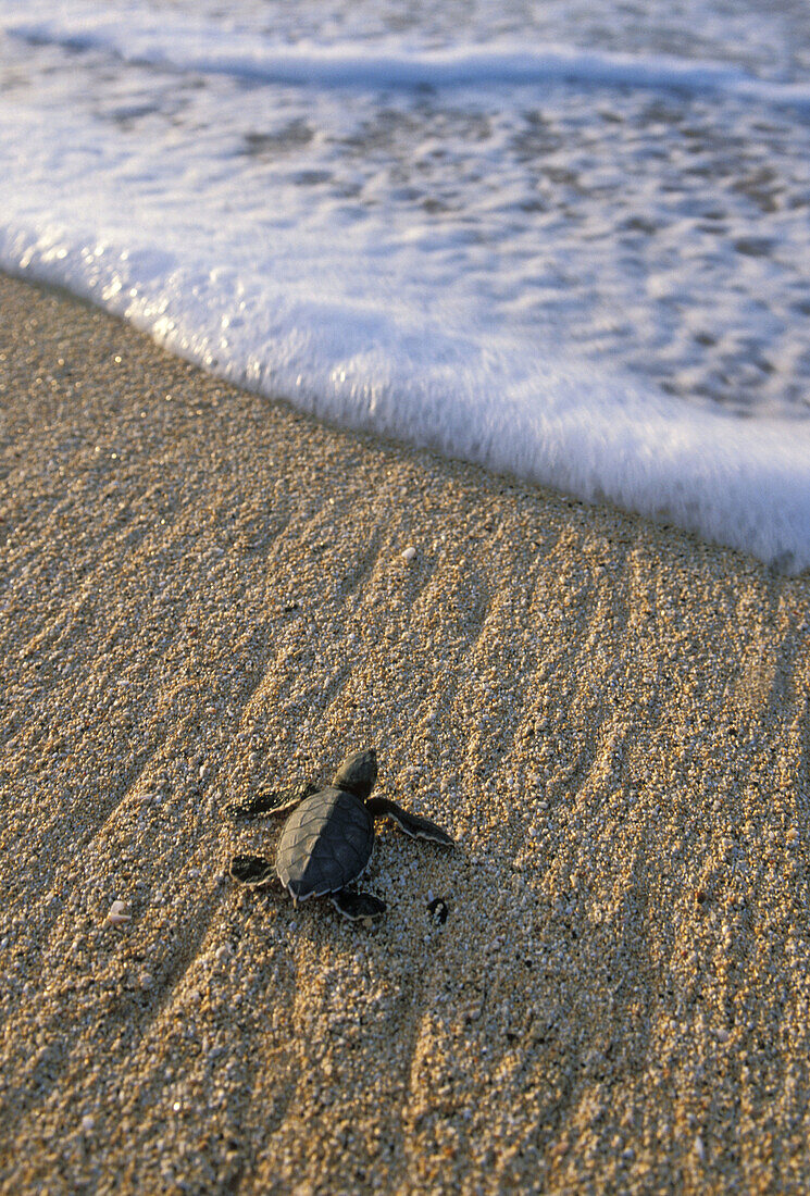 Baby Green Sea Turtle (Chelonia mydas) entering sea for the first time, Ascension Island, Atlantic Ocean