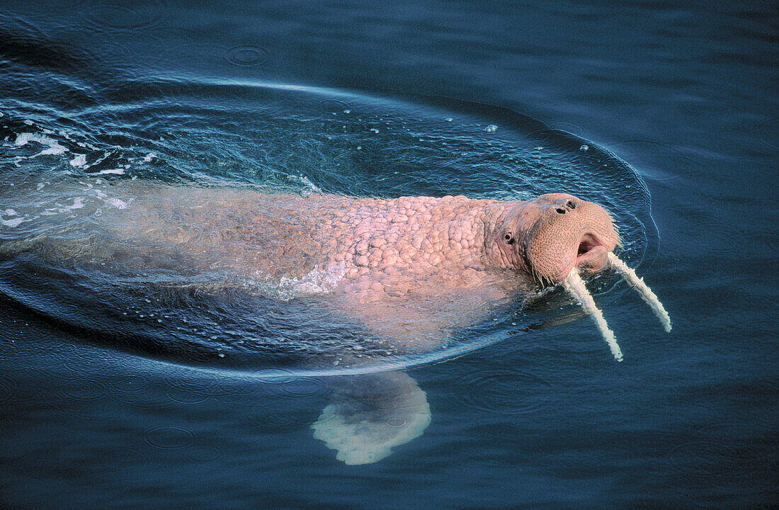 Walrus (Odobenus rosmarus), male. Bering Sea, Alaska. USA
