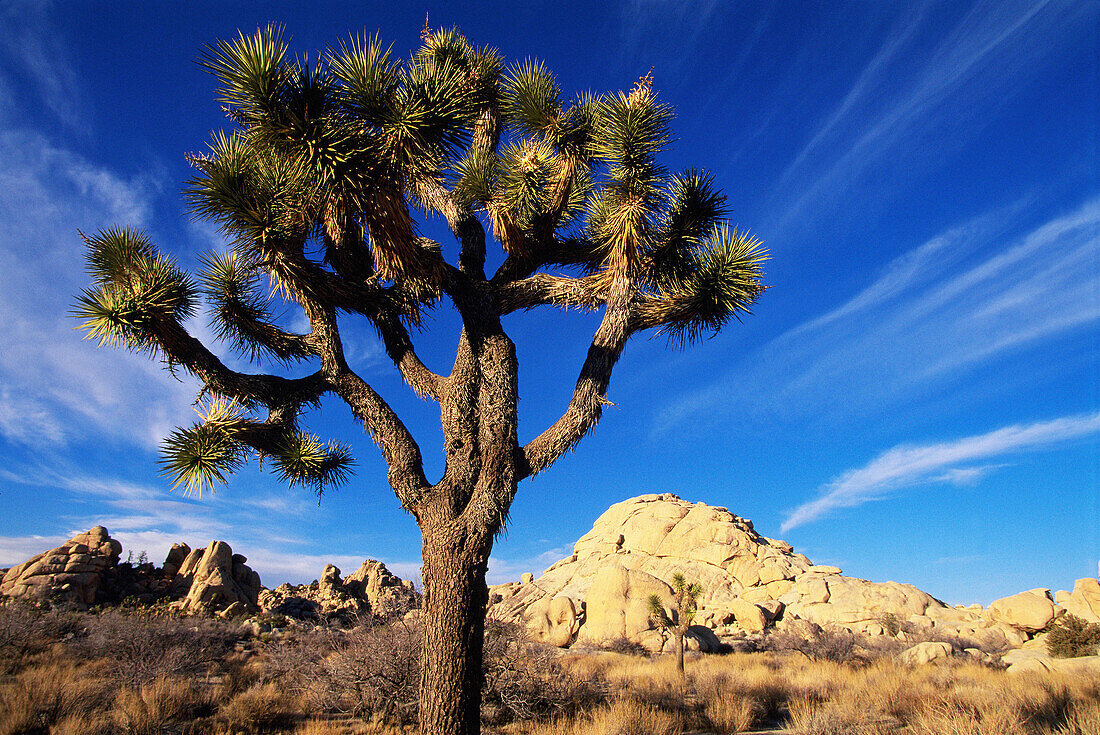Joshua Tree (Yucca brevifolia). Joshua Tree National Park. California. USA