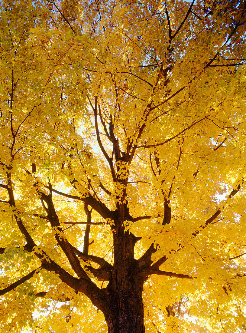  Autumn, Autumnal, Branch, Branches, Color, Colour, Concept, Concepts, Daytime, Exterior, Fall, Low angle view, Nature, Orange, Outdoor, Outdoors, Outside, Season, Seasons, Tree, Trees, Trunk, Trunks, Vertical, View from below, C77-248494, agefotostock 